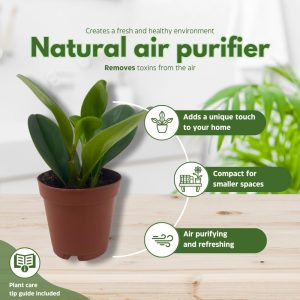 BubbleBlooms Peperomia Obtusifolia Green Marble Plant in a 2 inch Pot Rubber Spoonleaf Tiny Mini Pixie