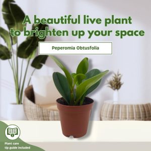 BubbleBlooms Peperomia Obtusifolia Green Marble Plant in a 2 inch Pot Rubber Spoonleaf Tiny Mini Pixie