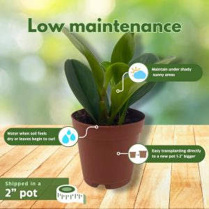 BubbleBlooms Peperomia Obtusifolia Green Marble Plant in a 2 inch Pot Rubber Spoonleaf Tiny Mini Pixie