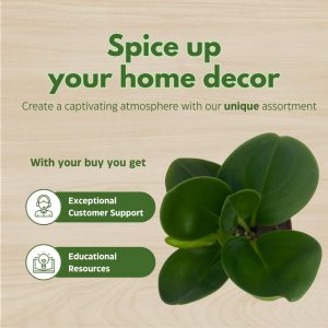 BubbleBlooms Peperomia Obtusifolia Green Marble Plant in a 2 inch Pot Rubber Spoonleaf Tiny Mini Pixie