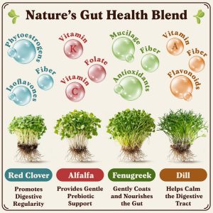 Seedboy Organic Non-GMO Sprouting Seeds, Gut Health Blend – USA Grown Microgreens Mix with Clover, Alfalfa, Fenugreek, Dill – 8 oz Bag Makes 8 Quarts / 24 Servings (Gut Health Blend)