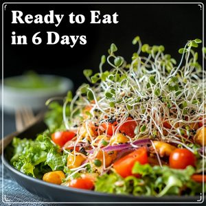 Seedboy Organic Non-GMO Sprouting Seeds, Gut Health Blend – USA Grown Microgreens Mix with Clover, Alfalfa, Fenugreek, Dill – 8 oz Bag Makes 8 Quarts / 24 Servings (Gut Health Blend)